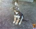 german shepherd puppy posted by stevefrazee