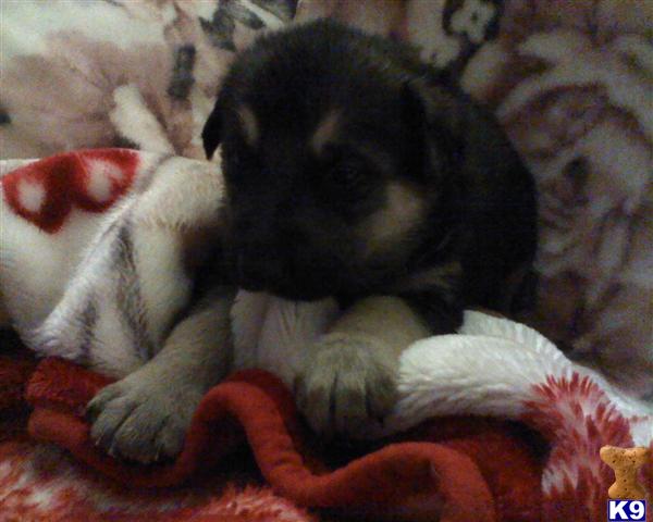 german shepherd puppy posted by stevefrazee