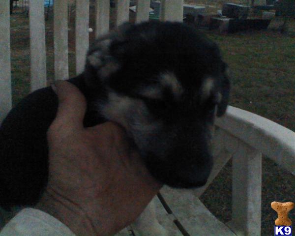 german shepherd puppy posted by stevefrazee
