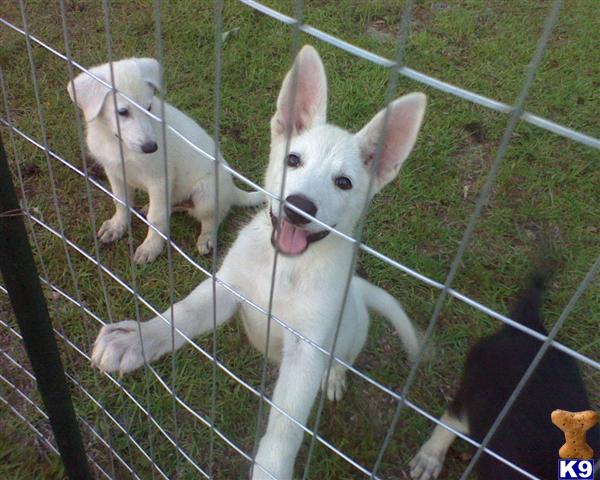 german shepherd puppy posted by stevefrazee