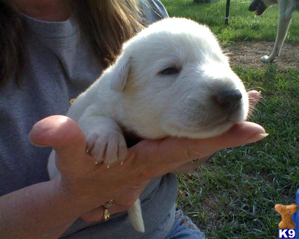 german shepherd puppy posted by stevefrazee
