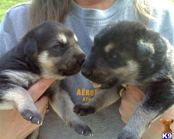 german shepherd puppy posted by stevefrazee