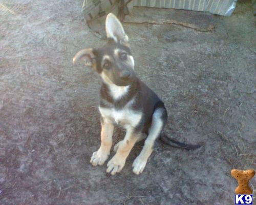 german shepherd puppy posted by stevefrazee