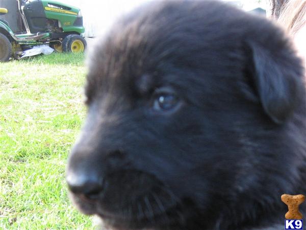 german shepherd puppy posted by stevefrazee