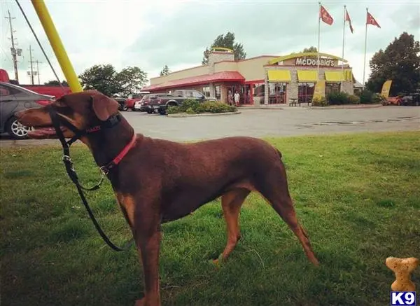 Doberman Pinscher