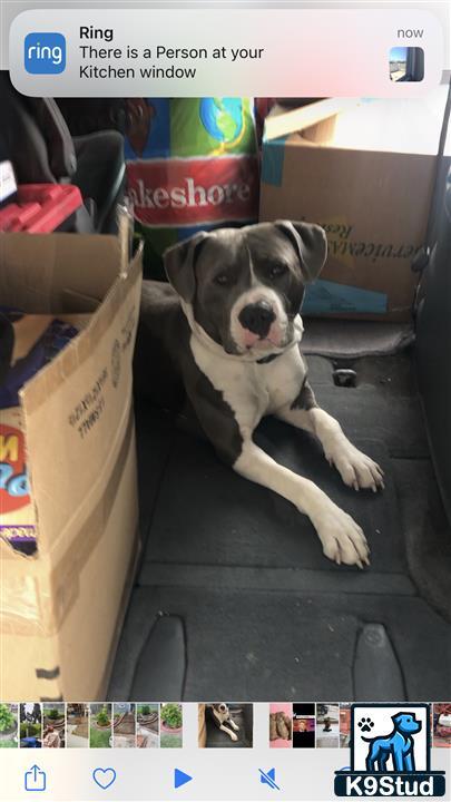a american pit bull dog sitting on a stair