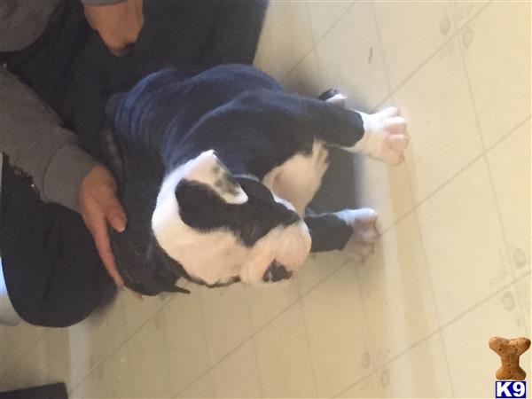 old english bulldog puppy posted by stevenkomi