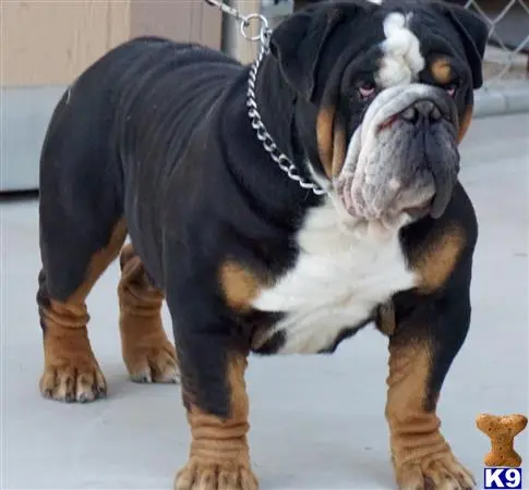 Old English Bulldog stud dog