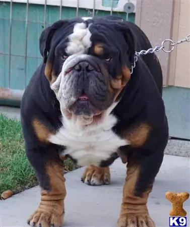 Old English Bulldog stud dog