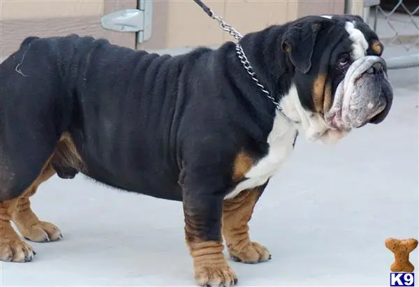 Old English Bulldog stud dog