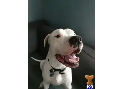 Dogo Argentino