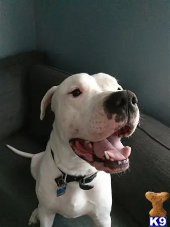 Dogo Argentino