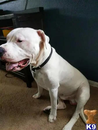 Dogo Argentino stud dog