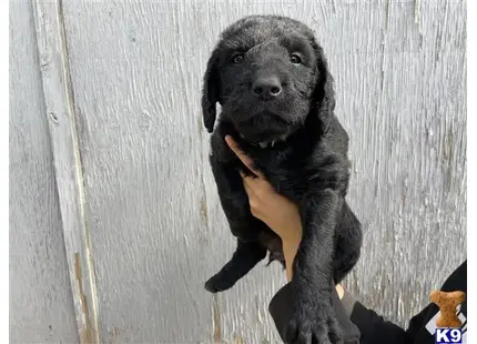 Pistol available Labradoodle puppy located in SWEET
