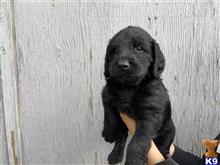 labradoodle puppy posted by stevenmast1