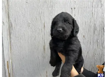 Bruno available Labradoodle puppy located in SWEET