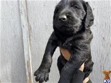 labradoodle puppy posted by stevenmast1