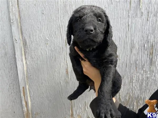 Labradoodle puppy for sale