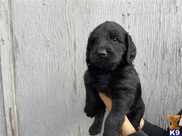 Labradoodle puppy for sale