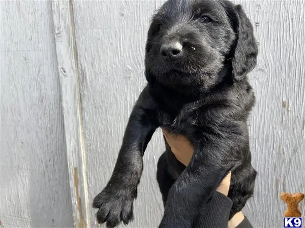 Labradoodle puppy for sale