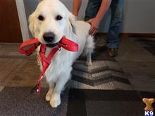 Mac available Golden Retriever puppy located in NORTHWOOD