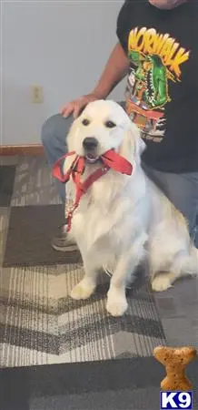 Golden Retriever stud dog