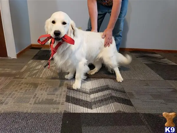 Golden Retriever stud dog