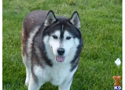 Siberian Husky