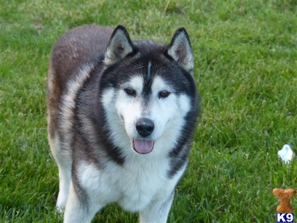 Siberian Husky dog