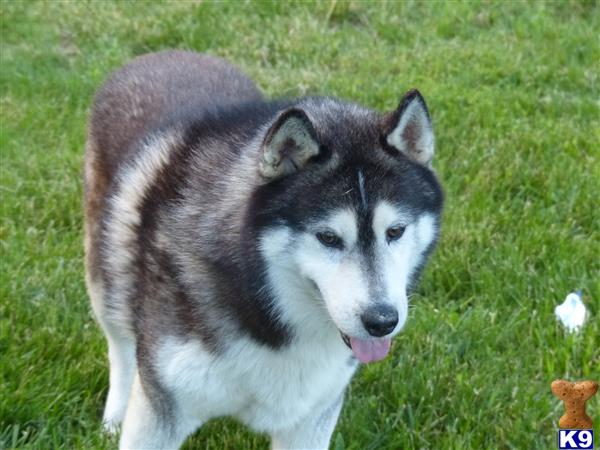 Siberian Husky dog