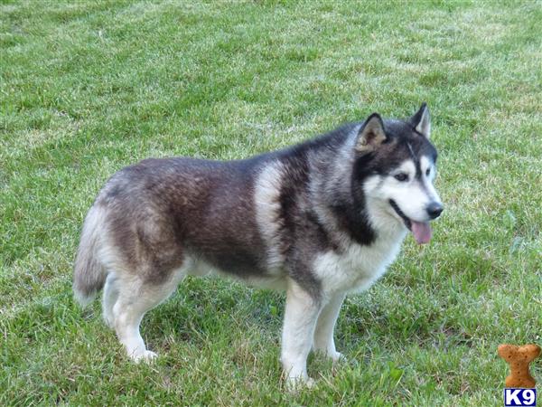 Siberian Husky dog