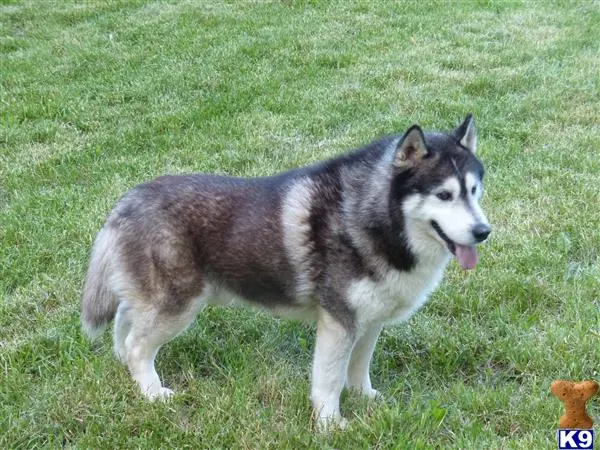 Siberian Husky stud dog