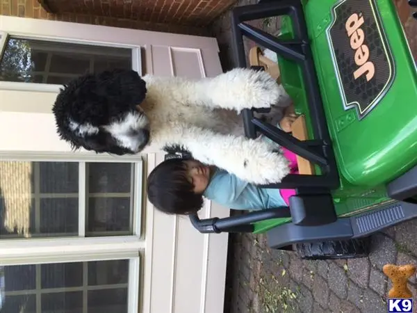 Goldendoodles stud dog