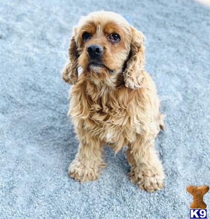 American Cocker Spaniel