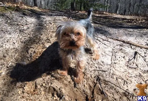 Yorkshire Terrier stud dog