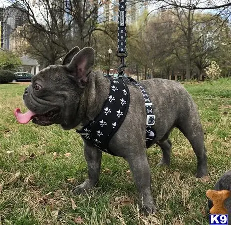 French Bulldog stud dog