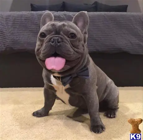 French Bulldog stud dog