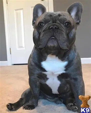 French Bulldog stud dog