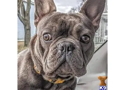 French Bulldog