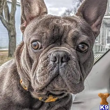 French Bulldog stud dog