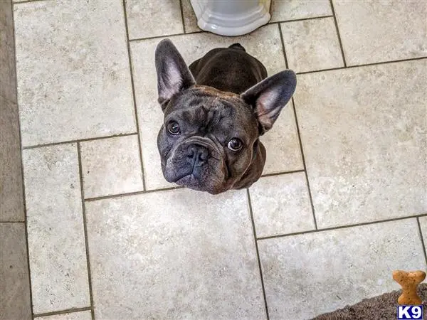 French Bulldog stud dog