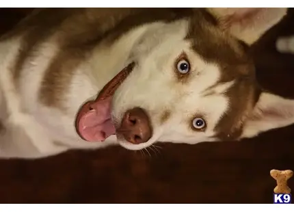 Siberian Husky