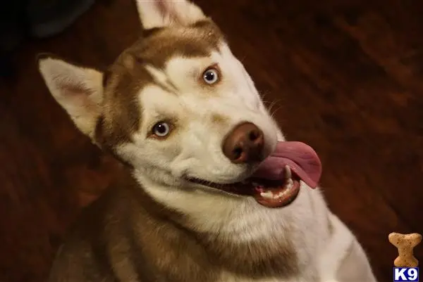 Siberian Husky stud dog