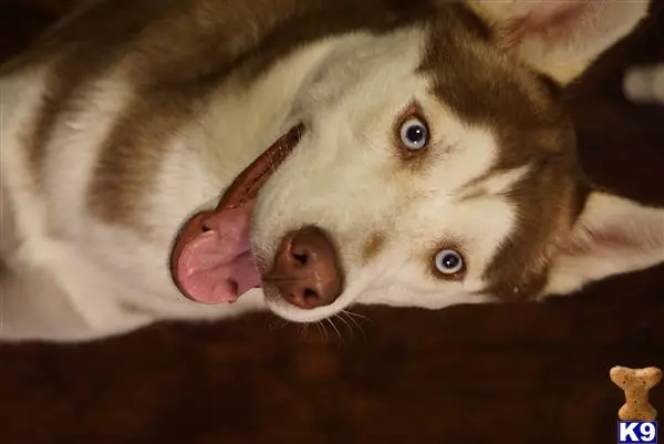 Siberian Husky stud dog