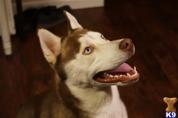 Siberian Husky stud dog