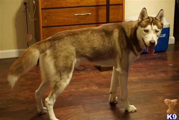 Siberian Husky stud dog