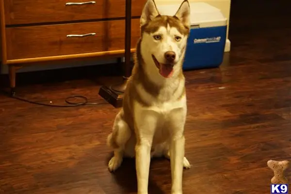 Siberian Husky stud dog