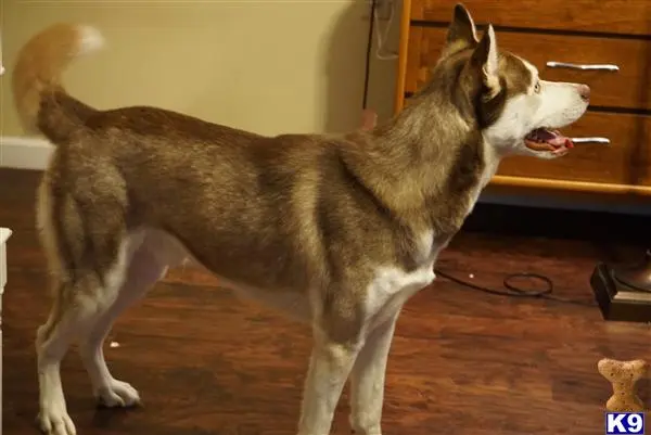 Siberian Husky stud dog