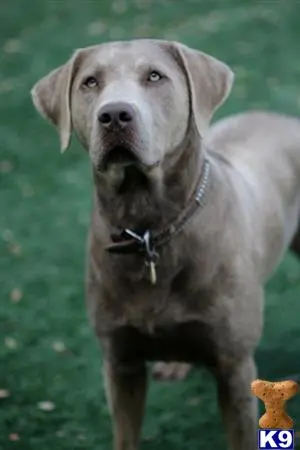 Labrador Retriever stud dog