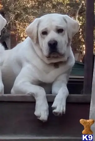 Labrador Retriever stud dog